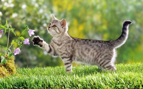 猫咪吵架吃瓜观众视频,猫咪吵架现场,吃瓜观众围观成焦点