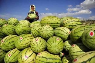 外国人吃硒砂瓜视频,惊艳味蕾直呼过瘾!
